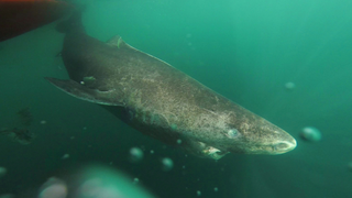 A 400 Year-Old Shark May Hold the Cure to Aging
